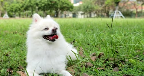 Happy White Dog Sitting on Grassy Park Lawn