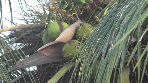 Lush Green Coconuts Growing on Tropical Palm Tree
