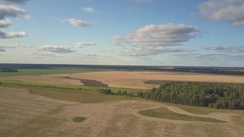 Upper View Endless Wheat Field with Small Green Forest