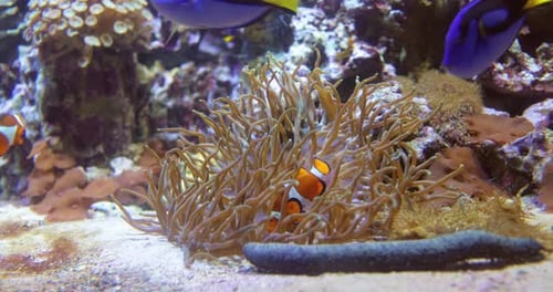Topical Saltwater Fish Clownfish Anemonefish