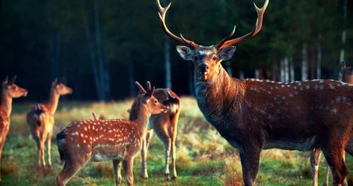 A herd of sika deer graze in the meadow in the wild. Wildlife footage, herd of deer.