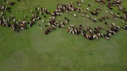 Aerial View at the Sheeps Herd