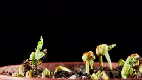 Germination des haricots mungo sur fond noir