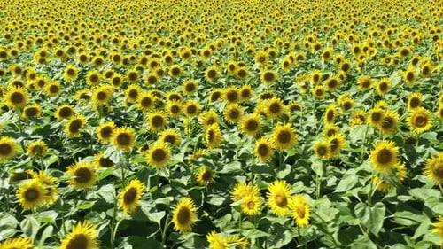 Sunflowers 25