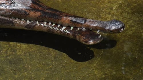 Bouche présentant un faux gharial ou un tomistome