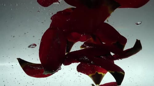 Petals of Tulips Fall in Water