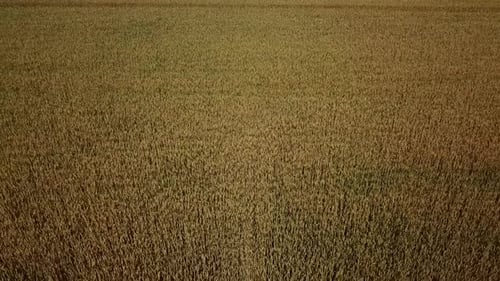 Wheat Field and Sunny Day, Beautiful Nature Landscape. Rural Scenery Under Shining Sunlight