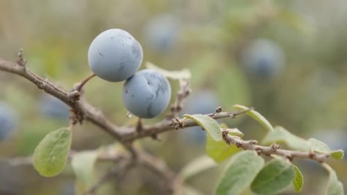 Minuscules baies bleues de Prunus spinosa 4K 2160p 30 images par seconde en UltraHD - Fruit, prunellier, prunelle, retour