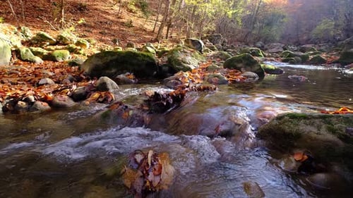 River with Flowing Water in Autumn Day