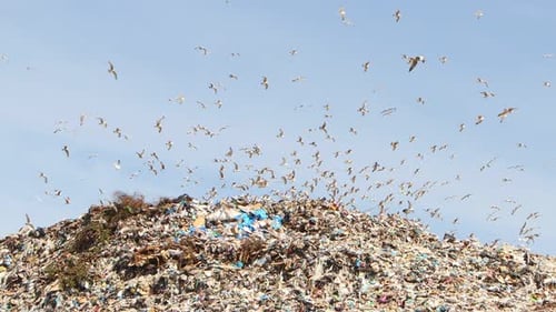 Vögel fliegen über die Müllkippe der Stadt