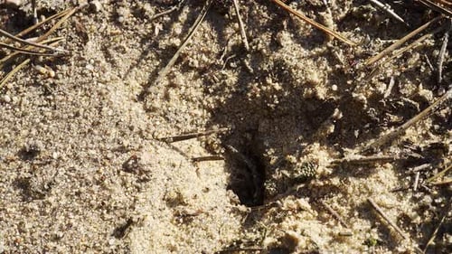 Des fourmis noires marchent sur le sable autour de leur fourmilière