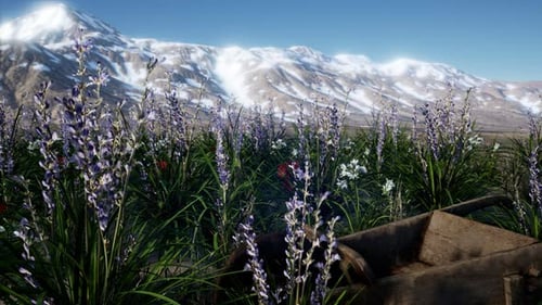 Lavender Field with Blue Sky and Mountain Cover with Snow