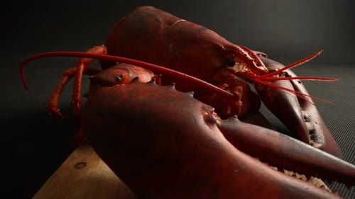 Cooked Lobster 02