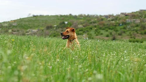 Ein wunderschöner Hund sitzt auf einem Feld im Gras. Ein Hund posiert in einem Blumenfeld mit Frühlingsblumen