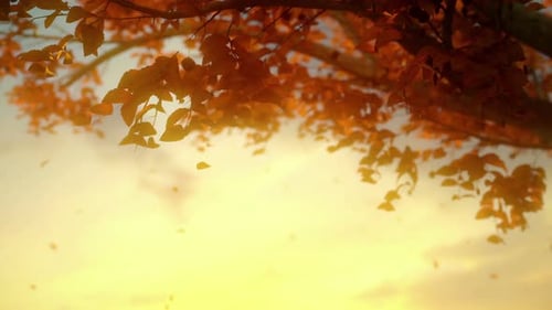 Autumn Background