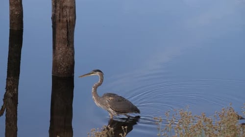 Elegant Heron Walking in Shallow Water by Shore