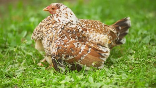 Chicken with Chickens