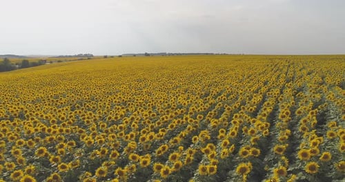 Aerial view of a sunflower field