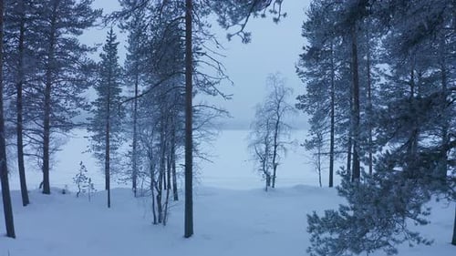 Moving through the snow white forest of Lapland, Finland - wide rolling