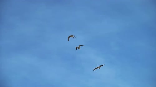 Seagull (2.7K)