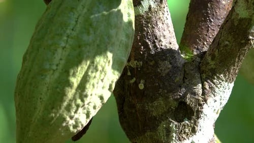 Vista aproximada do cacau amarelo-laranja ou do fruto do cacau em um dia ensolarado na árvore de cacau Theobroma