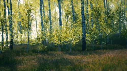 Birch Grove on a Sunny Summer Day Landscape