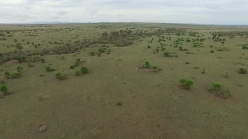 Aerial view of savanna in Masai Mara