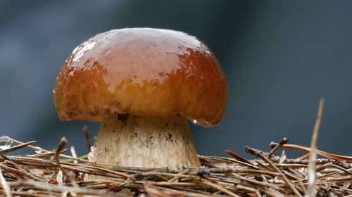 Shiny Mushroom Growing Amongst Pine Needles