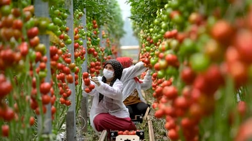 Tomato Greenhouse Workers Harvesting Ripe Red Produce