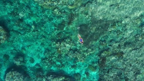 Aerial slow motion: woman snorkeling on coral reef tropical caribbean sea