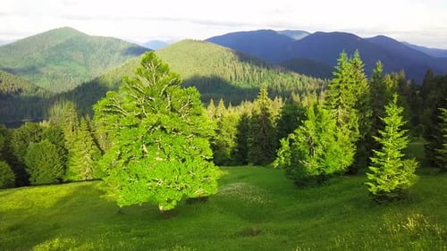 Wideangle Panoramic Shot of Beautiful Meadows Hills and Trees in Synevyrska Glade Next to Synevyr