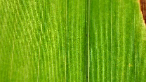 Grüne Blatt-Analyse