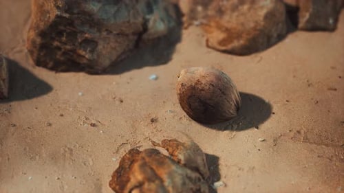 Brown Coconut on the Beach Sand