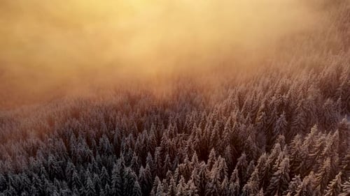 Aerial unveil shot of snow covered mountain pine valley covered in clouds at sunset