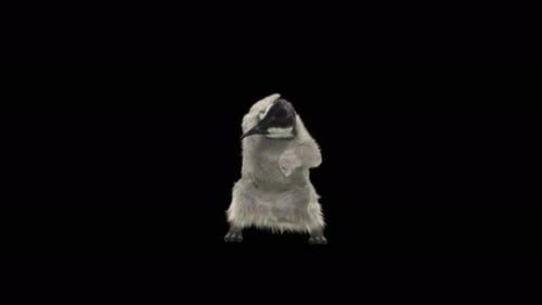 Pinguin tanzen 4K