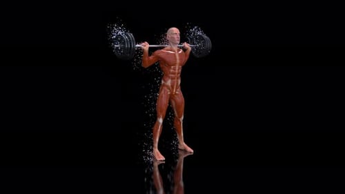 3D Muscle Anatomy Model Performing Barbell Squats