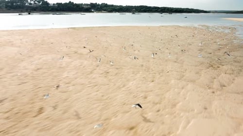 Aerial View of a Bay Surrounded By Thick Pine Forests