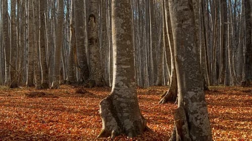 Forest Autumn