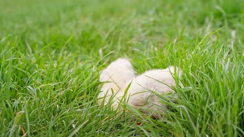 Tiny Newborn Poultry Chicken Chicks on Green Grass Domestic Farm Background
