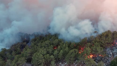 Big Flame on Forest Fire