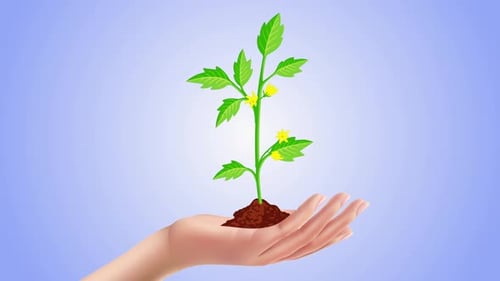 Hand Holding Young Plant V2