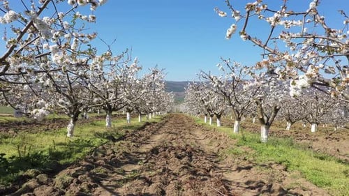 Cerisiers en fleurs