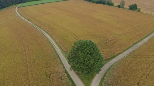 Drone flight around a lonely tree in the middle of fields with a adjacent colony and a forest next t