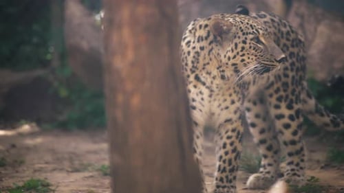 Leopard looking to the camera.