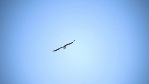 A Free Bird Soars in the Blue Sky