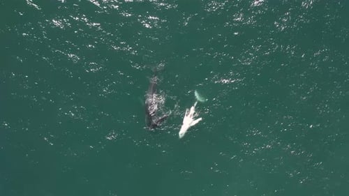 Vista aérea de ballenas jorobadas.