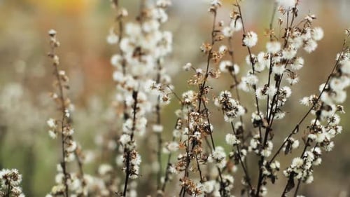 Delicate White Flowers Swaying in Autumn Field