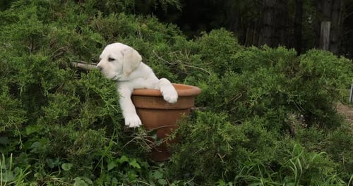 Yellow Labrador Retriever, Puppy Playing in a Flowerpot, Normandy, Slow Motion 4K