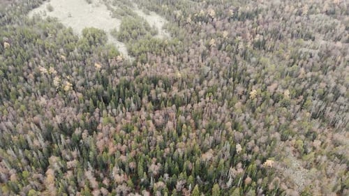 Aerial View of the River of Stones Among the Dense Coniferous Forest and the Top of the Mountain