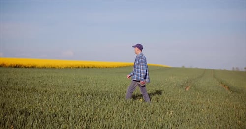 Agriculture Farmer Walking on Agricultural Young Wheat Field Examining Crops